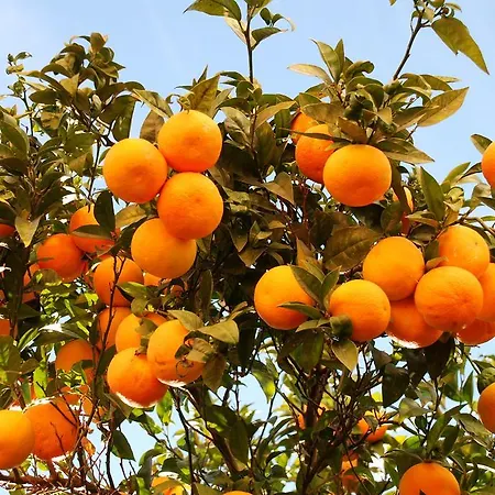 L'orangeraie لو لا فاندو